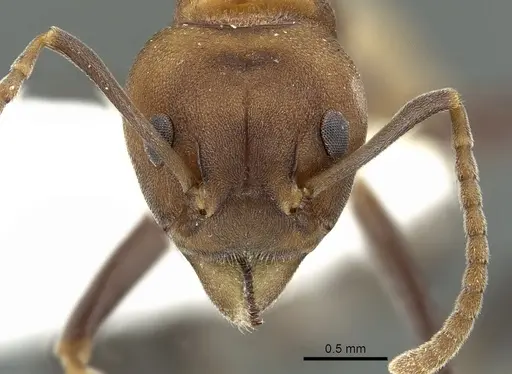 Dolichoderus maschwitzi specimen