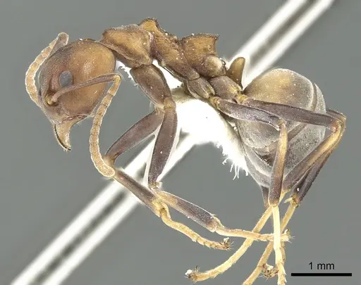 Dolichoderus maschwitzi specimen