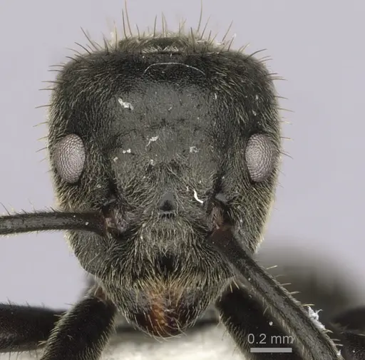 Dolichoderus mesonotalis specimen