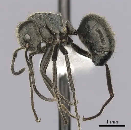 Dolichoderus mesonotalis specimen