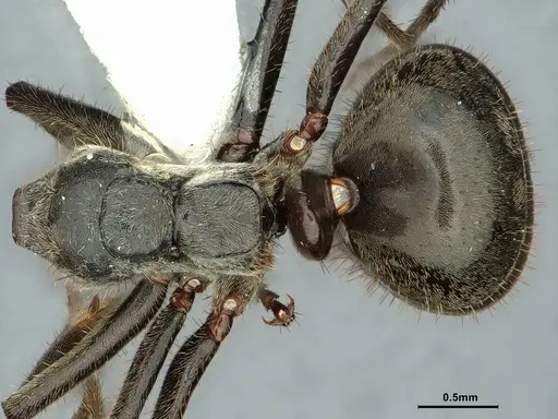 Dolichoderus mesonotalis - CASENT0886070