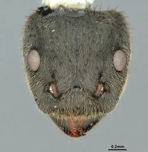 Dolichoderus mesonotalis - CASENT0886070