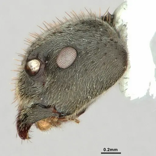 Dolichoderus mesonotalis - CASENT0886070