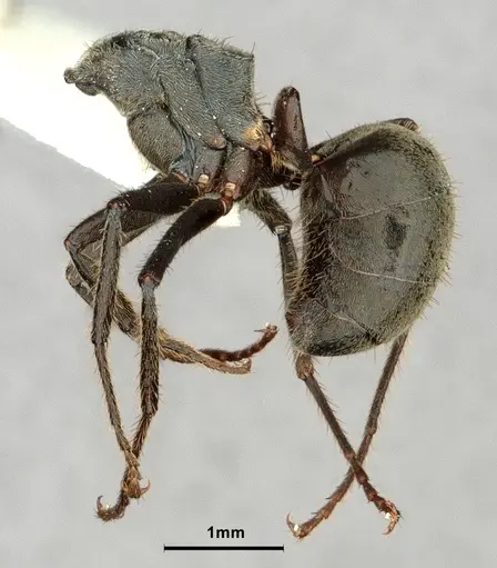 Dolichoderus mesonotalis - CASENT0886070