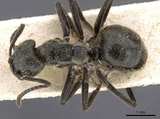 Dolichoderus mesonotalis - CASENT0909471