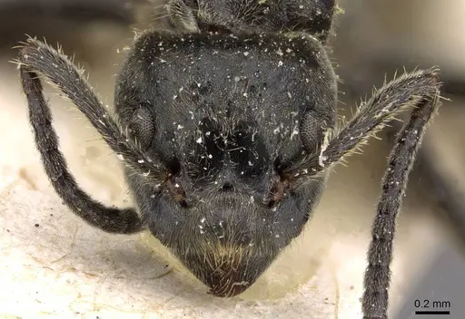 Dolichoderus mesonotalis - CASENT0909471