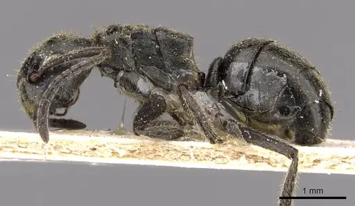 Dolichoderus mesonotalis - CASENT0909471