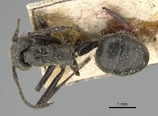 Dolichoderus mesonotalis - CASENT0922443