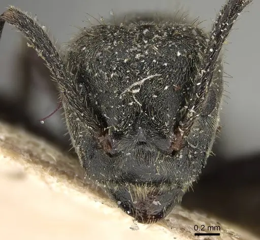 Dolichoderus mesonotalis - CASENT0922443