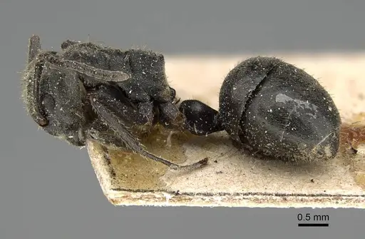 Dolichoderus mesonotalis - CASENT0922443