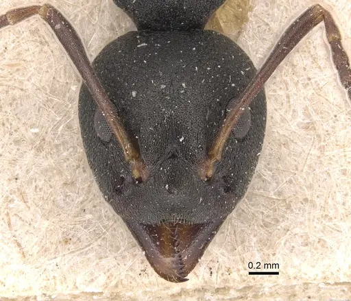 Dolichoderus modiglianii specimen