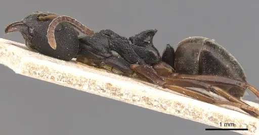 Dolichoderus modiglianii specimen