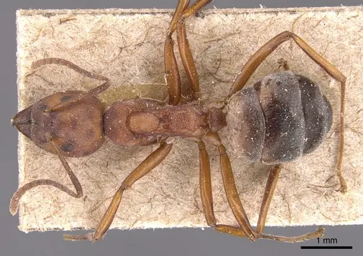 Dolichoderus modiglianii - CASENT0905026