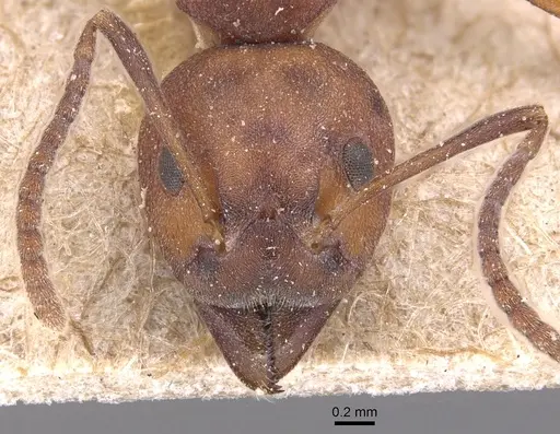 Dolichoderus modiglianii - CASENT0905026