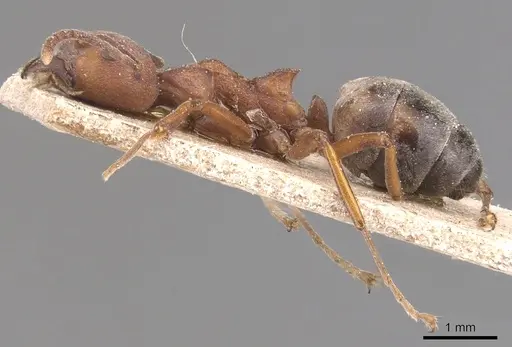 Dolichoderus modiglianii - CASENT0905026