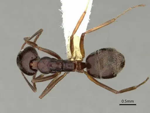 Dolichoderus moggridgei specimen
