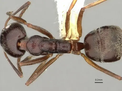 Dolichoderus moggridgei specimen