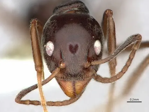 Dolichoderus moggridgei specimen