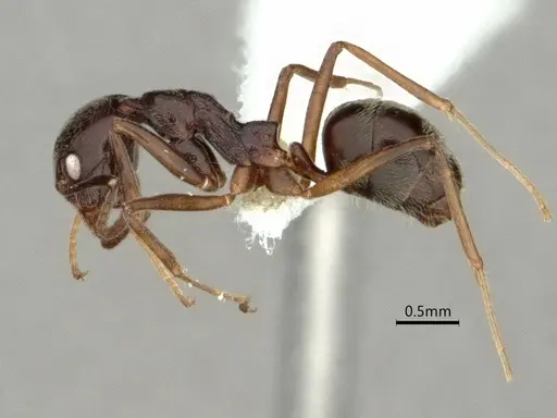 Dolichoderus moggridgei - CASENT0866542