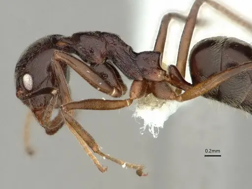 Dolichoderus moggridgei - CASENT0866542