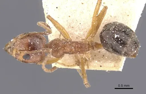 Dolichoderus moggridgei - CASENT0911509