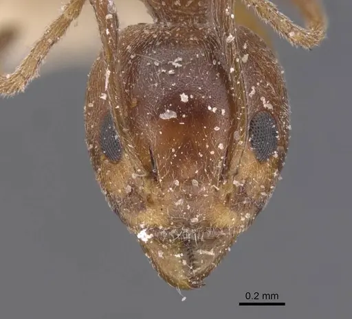 Dolichoderus moggridgei - CASENT0911509
