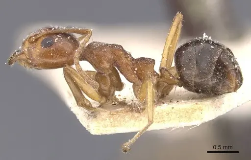 Dolichoderus moggridgei - CASENT0911509