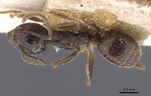Dolichoderus moggridgei - CASENT0911510