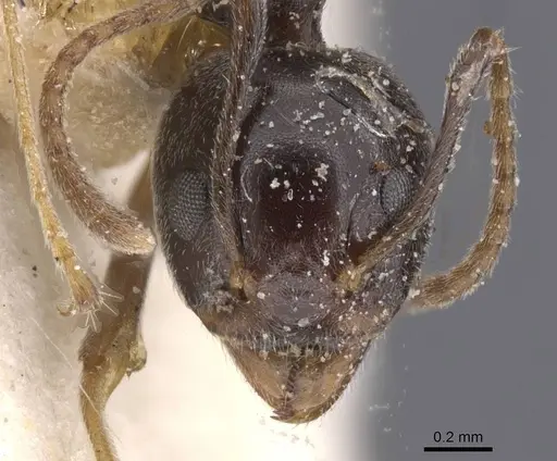 Dolichoderus moggridgei - CASENT0911510