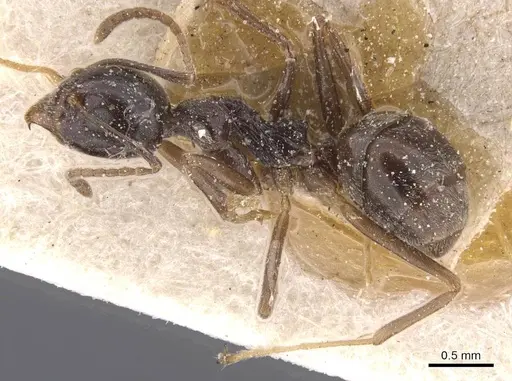 Dolichoderus moggridgei - CASENT0911510