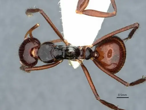 Dolichoderus monoceros specimen