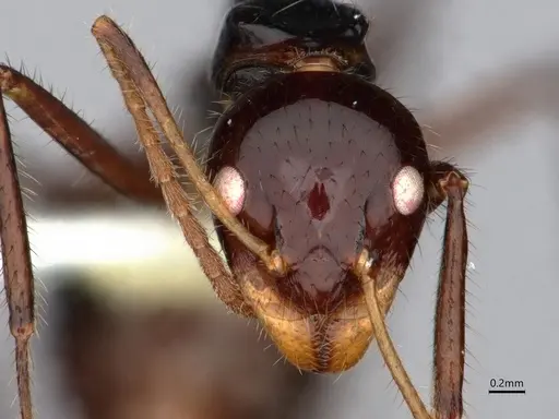 Dolichoderus monoceros specimen