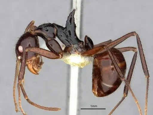 Dolichoderus monoceros specimen