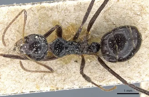 Dolichoderus monoceros - CASENT0905010