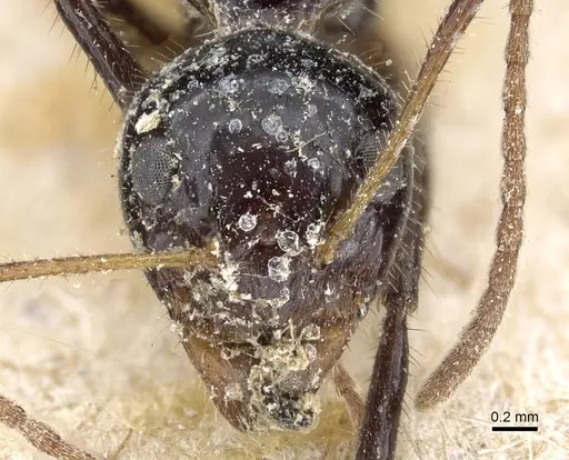 Dolichoderus monoceros - CASENT0905010