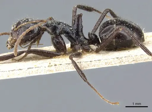 Dolichoderus monoceros - CASENT0905010