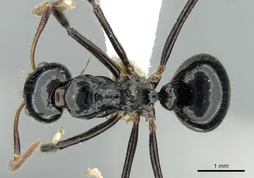 Dolichoderus monoceros - CASENT0906225