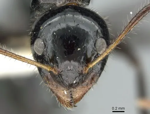 Dolichoderus monoceros - CASENT0906225