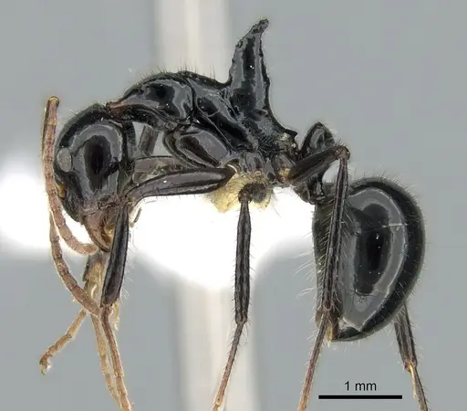 Dolichoderus monoceros - CASENT0906225