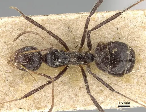 Dolichoderus monoceros - CASENT0922446