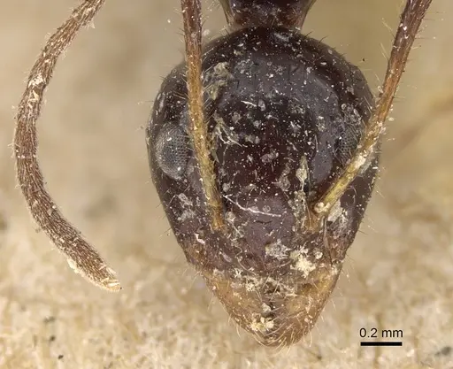 Dolichoderus monoceros - CASENT0922446