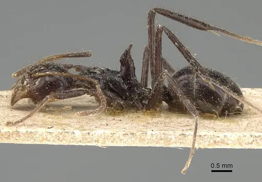 Dolichoderus monoceros - CASENT0922446