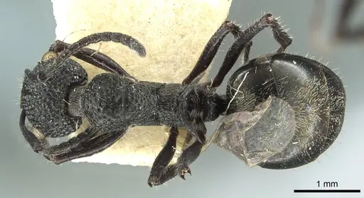 Dolichoderus niger specimen