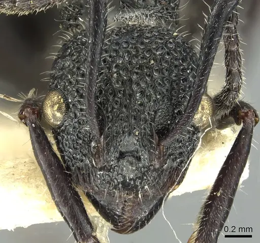 Dolichoderus niger specimen