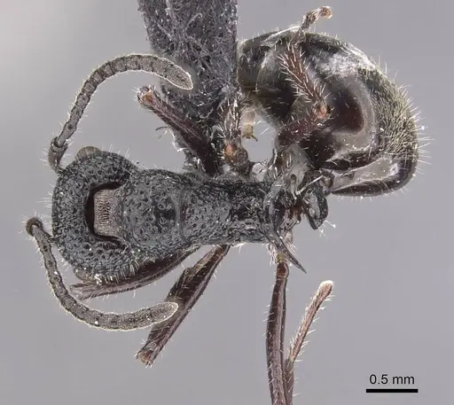 Dolichoderus niger - CASENT0909478