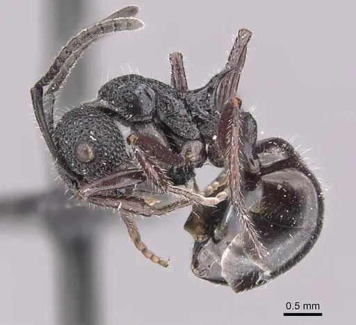 Dolichoderus niger - CASENT0909478