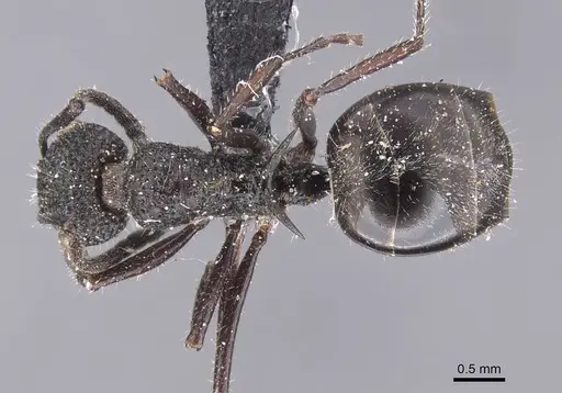 Dolichoderus niger - CASENT0911499