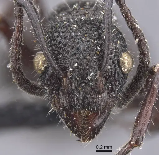 Dolichoderus niger - CASENT0911499