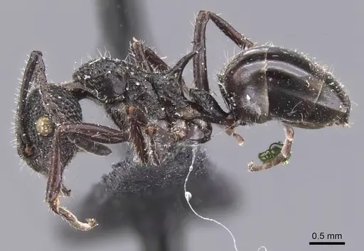 Dolichoderus niger - CASENT0911499