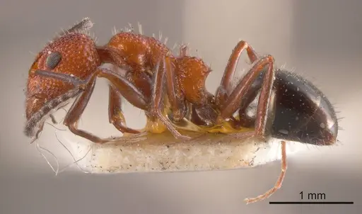 Dolichoderus nigricornis specimen